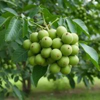 فقط امروز نـهال گــردو ضمانــت دار و قیمت استثنایی|خدمات باغبانی و درختکاری|سنندج, |دیوار