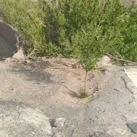زمین فروشی در روستای رازقند