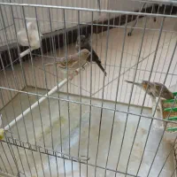 ۳ عدد قناری ماده اوپال|پرنده|چهارباغ, |دیوار