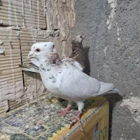 جفتگاه دم‌سفید سار زاغ موشی