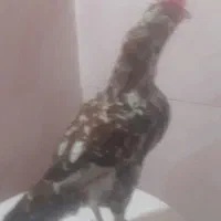 خروس گلین صحیح وسالم|حیوانات مزرعه|تهران, کیانشهر|دیوار