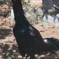 خروس اصیل لاری