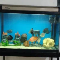 آکواریوم شرکتی شیشه خم با ماهی