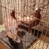 کبوتر شهرستانی آلمانی پلاکی سرور پلنگ|پرنده|بومهن, |دیوار