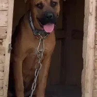 سگ باکسر|سگ|خوانسار, |دیوار