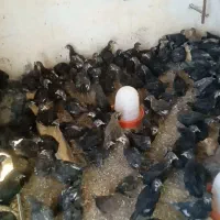 جوجه رسمی دوماهه   مشکی واکسن خورده