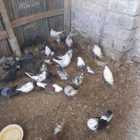 کبوترپرشی آستانه