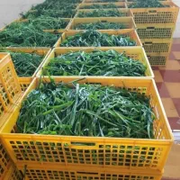 سبزیجات تازه|خوردنی و آشامیدنی|اصفهان, غدیر|دیوار