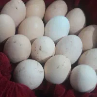 تخم مرغ لاری