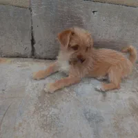 پاکوتاه اشپیتز دوماهه|سگ|گرگان, |دیوار