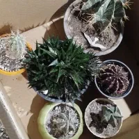 پک کاکتوس های کلکسیونی|گل و گیاه طبیعی|خسروشاه, |دیوار