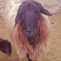 شیشک‌هترو