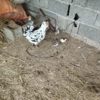 جوجه گلین و جوجه اردک محلی کرچ شو|حیوانات مزرعه|فومن, |دیوار