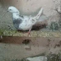 کبوتر|پرنده|چالدران, |دیوار