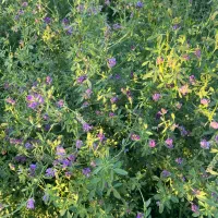 یونجه پرس