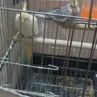 پرنده|پرنده|شهر ری, سیزده آبان|دیوار