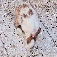 فروش خرگوش
