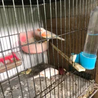 ردفاکتورمولد|پرنده|اردبیل, |دیوار