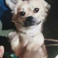 سگ گمشده|حیوانات|جهرم, |دیوار