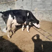 گاو شکم سوم جوان ۲۵ کیلو شیر میده چهار ماه آبس