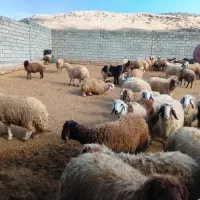 ۱۱۵ راس بره نر پروار کیلویی ۳۹۰ مقطوع