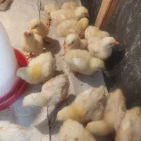 جوجه سالم سرحال گوشتی