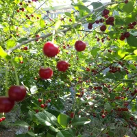 ۳۵۰مترباغ ویلا*سنددار*بافت شهری*کنتور* شهریار|فروش خانه و ویلا|تهران, یافت آباد جنوبی|دیوار