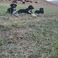 واگذاری سگ همقال گله ای درشت