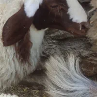 بره