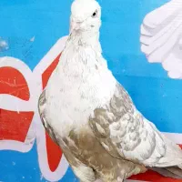 نر کله سفید هفرنگ|پرنده|اهواز, پردیس|دیوار