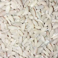 گندم دیم|خوردنی و آشامیدنی|تربت جام, میرقوام الدین|دیوار