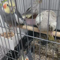 طوطی عروس هلندی