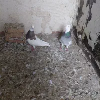 کلفه