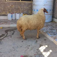 گوسفند|حیوانات مزرعه|اهواز, فتح|دیوار