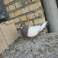 ماده سینه ای و کله ای|پرنده|بهبهان, |دیوار