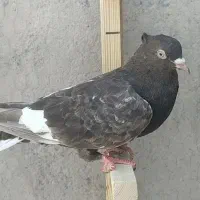 کبوتر سینه|پرنده|مرودشت, استادیوم‎|دیوار