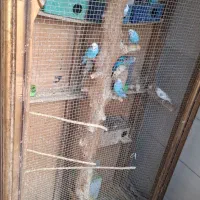 مرغ عشق با قفس|پرنده|فردیس, شهرک ارم|دیوار