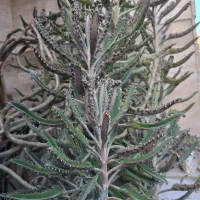 گل گیاه آپارتمانی