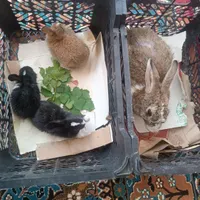 ۱ خرگوش بزرگ و۳تا تیله