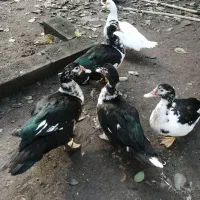 فروش اردک اسرائیلی پنج تا