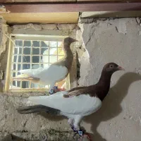 کفتر