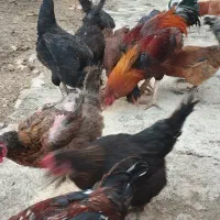 مرغ محلی|حیوانات مزرعه|بیستون, |دیوار