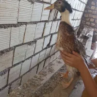 اردک نر بزرگ هسته