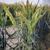 گندم LG5 ارگانیک بذری
