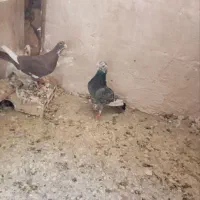 کفتر. پلنگ|پرنده|زاهدان, |دیوار