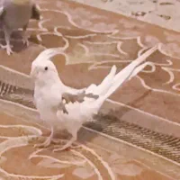 عروس هلندی البینو ماده
