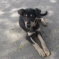 واگذاری سگ دوبرمن