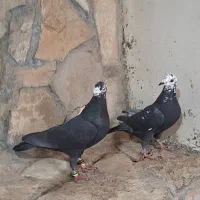 کبوتر|پرنده|مرودشت, بیست متری بیمارستان|دیوار