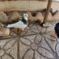 کبوترطوق سبز ماده