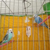 مرغ عشق انگلیسی